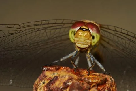 Portrait of a dragonfly Stock Photos