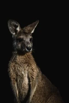 Portrait of a dramatic kangaroo with black background Stock Photos
