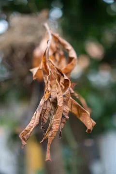 Portrait of dried leaf still attached to a part of the tree Stock Photos