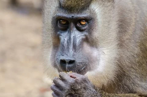 Portrait of drill monkey eating in rain forest of Nigeria Stock Photos
