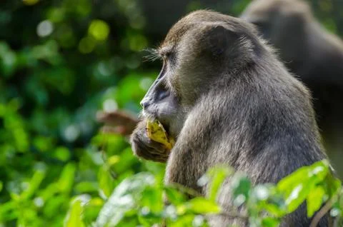 Portrait of drill monkey feeding hidden behind bush in rain forest of Nigeria Stock Photos