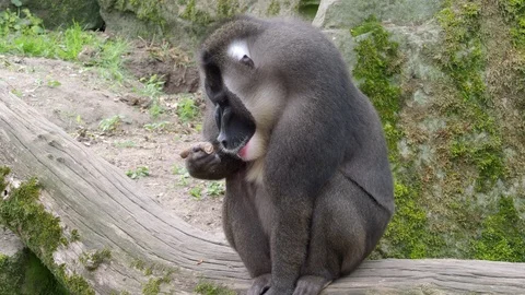 Portrait of Drill monkey, Mandrillus leucophaeus Video stock 113958114
