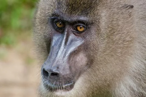 Portrait of drill monkey in rain forest of Nigeria Stock Photos