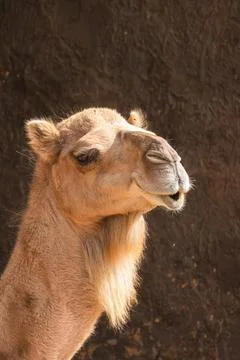 Portrait of a dromedary, close up Stock Photos