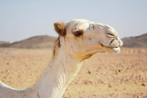 Portrait of dromedary Stock Photos