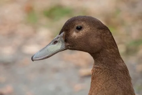 Portrait of a duck Stock Photos