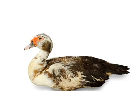 Portrait Of Duck Stock Photos