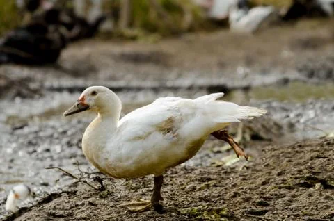 Portrait Of Duck Stock Photos