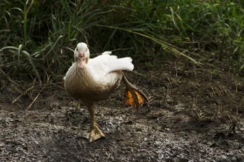 Portrait Of Duck Stock-Fotos