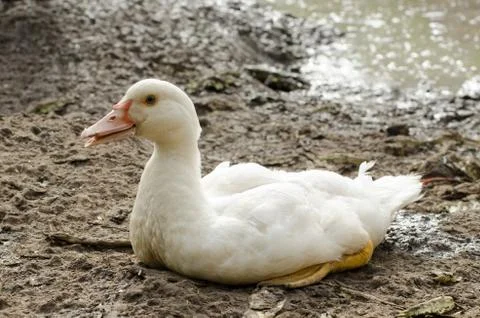 Portrait Of Duck Stock Photos