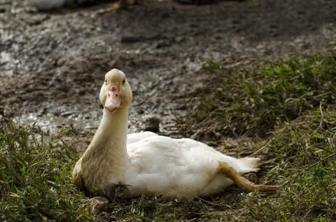 Portrait Of Duck Stock Photos