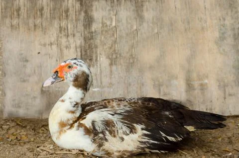 Portrait Of Duck Stock Photos