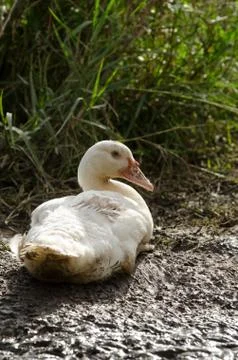 Portrait Of Duck Stock Photos