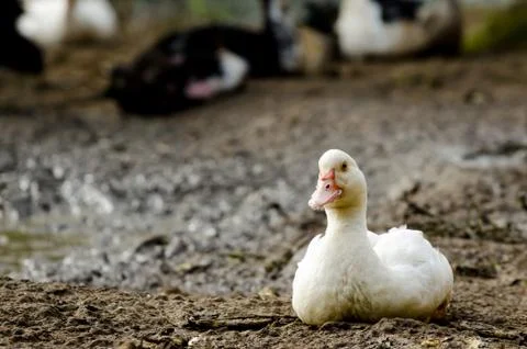 Portrait Of Duck Stock Photos