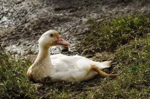 Portrait Of Duck Stock Photos