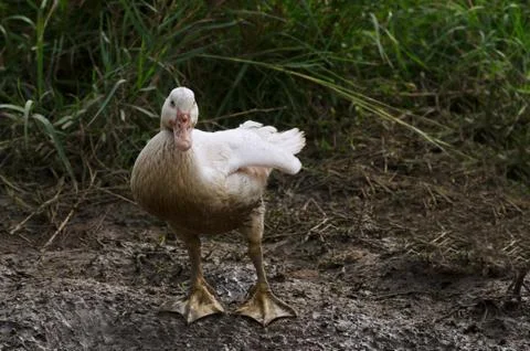 Portrait Of Duck Stock Photos