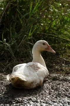 Portrait Of Duck Stock Photos