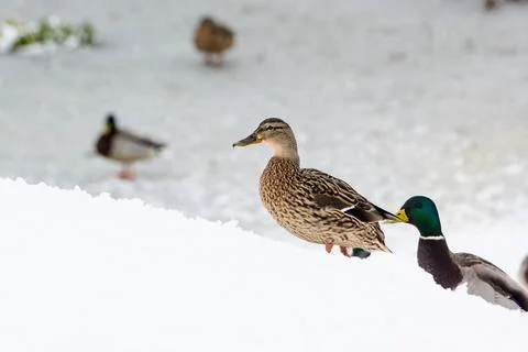Portrait of a duck in the snow Stock Photos