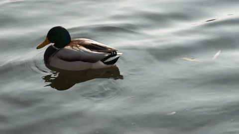 Portrait of a duck on the water Stock Footage 195962655