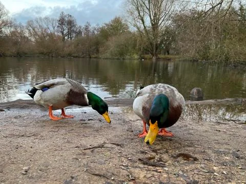 Portrait of a ducks at a pond. Stock Photos