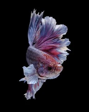 Portrait of a Dumbo Halfmoon betta fish Stock Photos