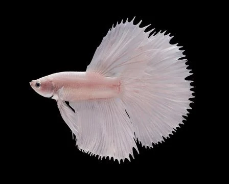 Portrait of a Dumbo Halfmoon betta fish Stock Photos