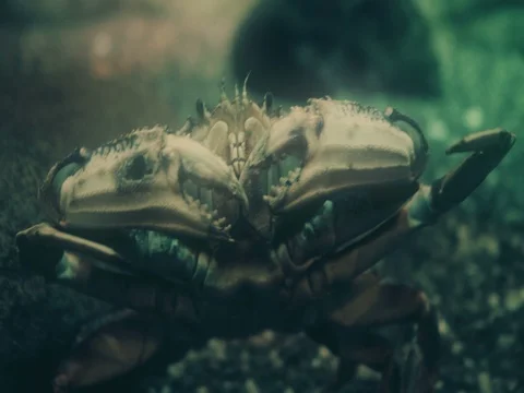 Portrait of a Dungeness Crab. Stock Footage 76203780
