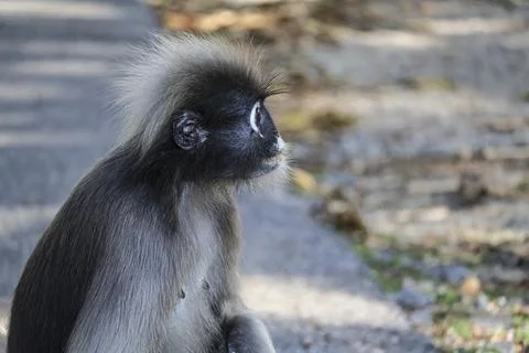 Portrait of Dusky leaf monkey, spectacled langur, wild animals Stock Photos