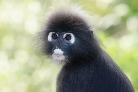 Portrait of a Dusky leaf monkey in a tree Stock Photos