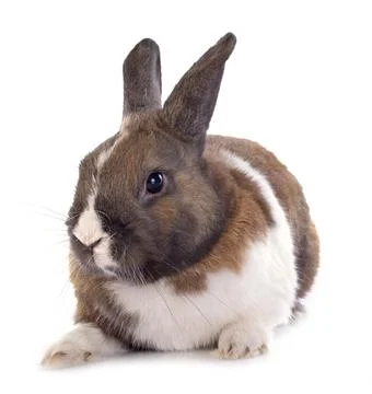 Portrait of a dwarf bunny Stock Photos