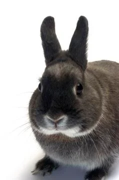 Portrait of a dwarf rabbit Stock Photos