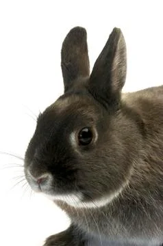 Portrait of a dwarf rabbit Fotos Stock