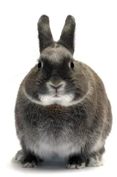 Portrait of a dwarf rabbit Stock Photos