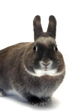 Portrait of a dwarf rabbit Stock Photos