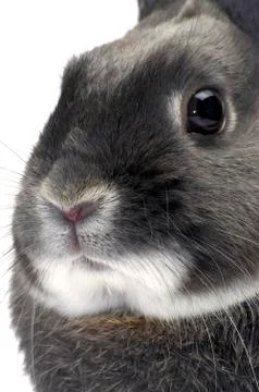 Portrait of a dwarf rabbit Stock Photos