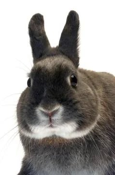Portrait of a dwarf rabbit Stock Photos