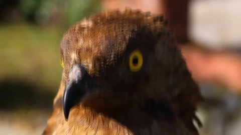 Portrait of an eagle bird Stock Footage 71927361