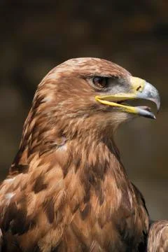 Portrait of an eagle bird Stock Photos
