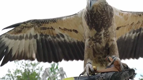 Portrait of eagle Stock Footage 147063536