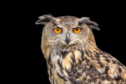 Portrait of eagle owl on black background Stock Photos