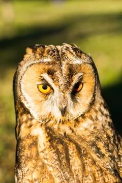 Portrait of Eagle owl (Bubo bubo) Stock-Fotos