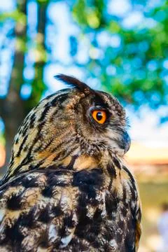 Portrait of Eagle owl (Bubo bubo) Stock Photos