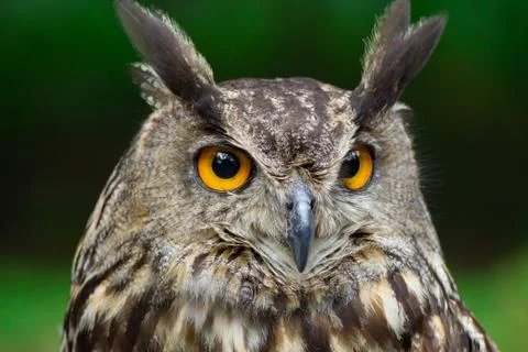 Portrait eagle-owl, bubo bubo Stock Photos