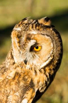 Portrait of Eagle owl (Bubo bubo) 스톡 사진