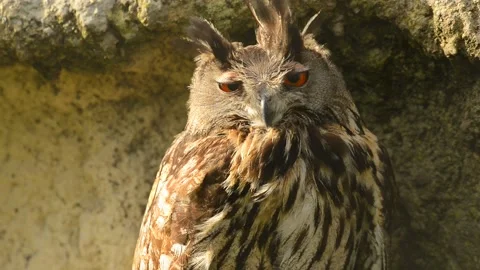 Portrait of eagle owl 库存影片 135314250