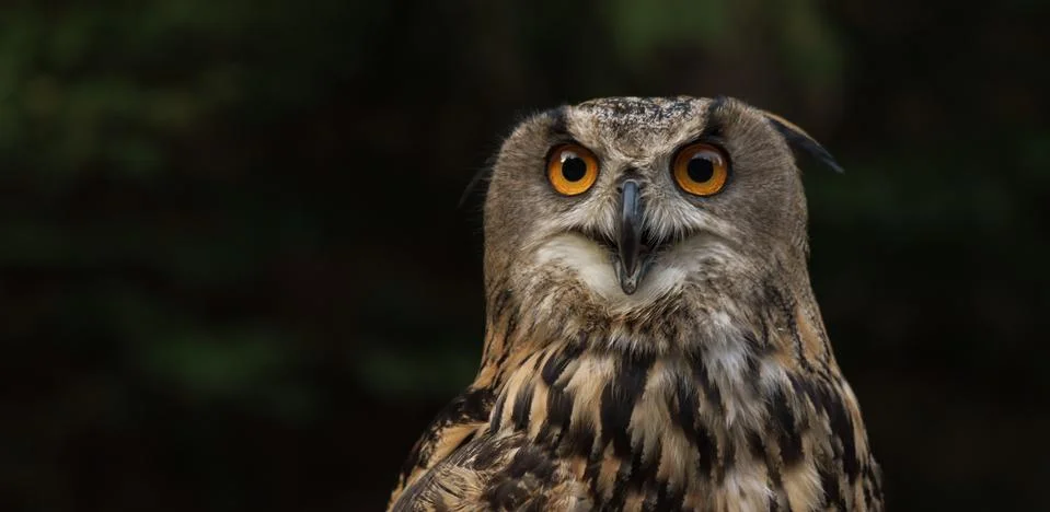 Portrait of eagle owl looking at the camera Stock Photos
