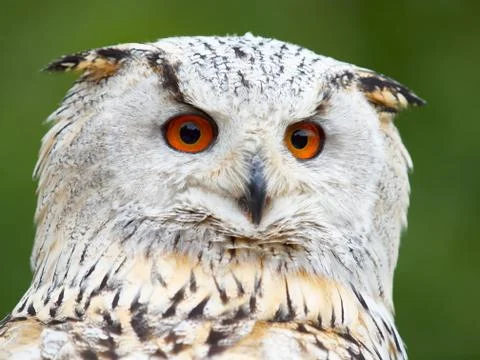 Portrait of an Eagle Owl Stock Photos