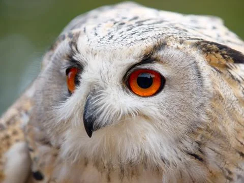 Portrait of an Eagle Owl Stock Photos