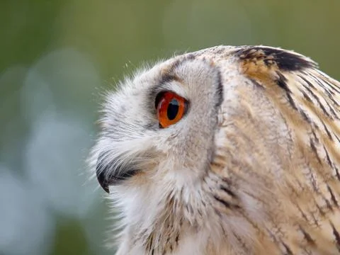 Portrait of an Eagle Owl Stock Photos