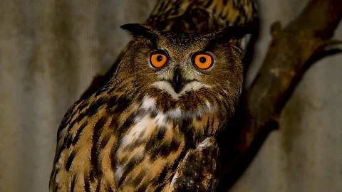 Portrait of an Eagle owl sitting in an aviary. Stock Footage 310052623